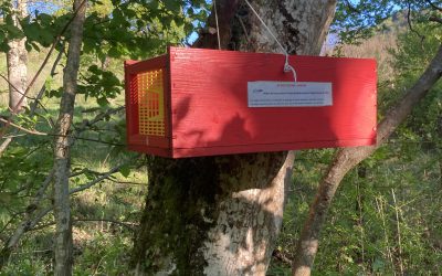 Installation de pièges à frelons asiatiques